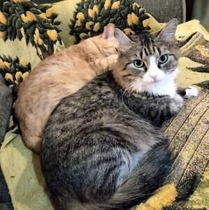 Meet your Posher, Anne marie